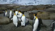 King Penguins Tiptoe Around Elephant Seals