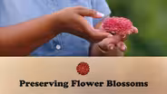 Preserving Flower Blossoms