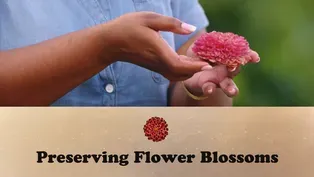 Preserving Flower Blossoms