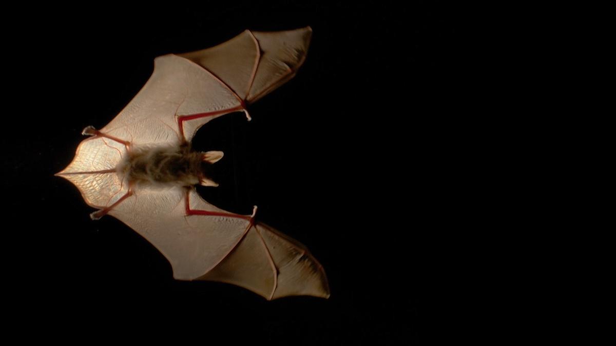 Meet the Bats of Dracula's Home | Nature | NJ PBS