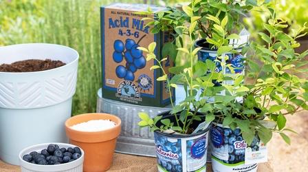 Video thumbnail: Modern Gardener Growing Blueberries in Utah's Alkaline Soil