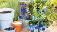 Growing Blueberries in Utah's Alkaline Soil
