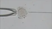 Fighting for Fertility