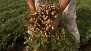 Coastal Alabama Peanuts