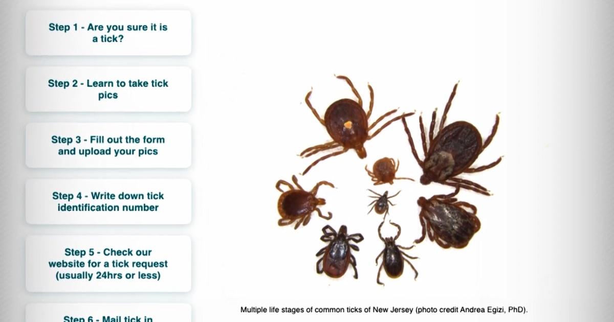 NJ Spotlight News Lyme disease, ticks are more common in NJ