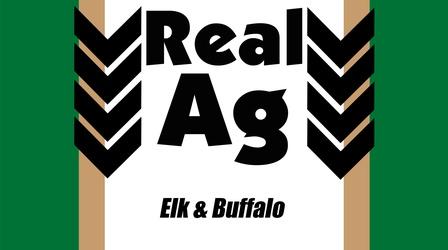 Video thumbnail: Real Ag Real Ag Elk & Buffalo Ep703