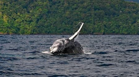 Video thumbnail: Colombia - Wild and Free Inside the Humpback Whale Nursery