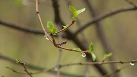Video thumbnail: Backyard Farmer Backyard Farmer: Spring Weather Outlook