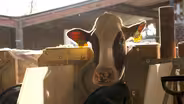 How scientists are reducing methane from cow burps