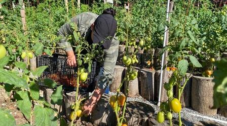 Video thumbnail: VPM News Focal Point Virginia’s migrant farmworkers lack basic labor protections