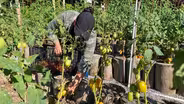 Virginia’s migrant farmworkers lack basic labor protections