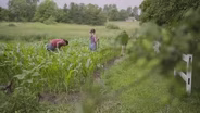 Common Ground | Native Farming in Minnesota