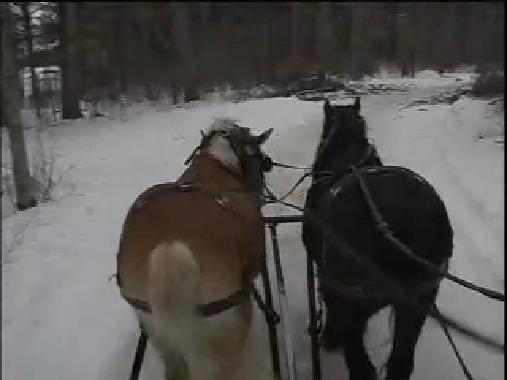 Equine Forestry
