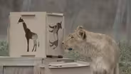 CCAD and the Zoo, Rafael Rosado Preview
