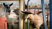 Bone Dry: Farming in extreme drought