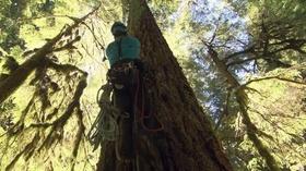 Video thumbnail: Oregon Field Guide Oregon Field Guide's Search For Oregon's Tallest Tree