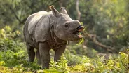 Baby Rhino Copies Mom