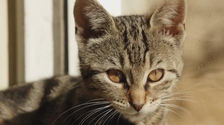 Video thumbnail: NOVA Cats Might Be One of the Most Invasive Species