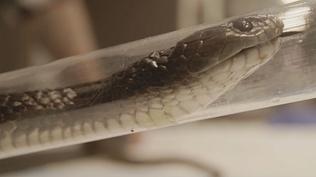 Carer Risks Life to Save One of Australia's Deadliest Snakes