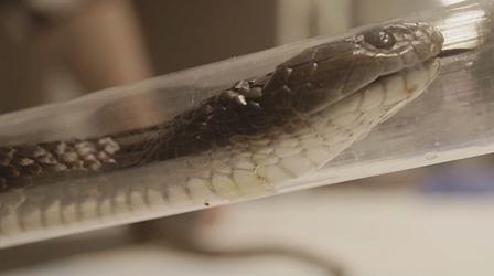 Video thumbnail: Nature Carer Risks Life to Save One of Australia's Deadliest Snakes
