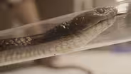 Carer Risks Life to Save One of Australia's Deadliest Snakes