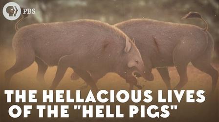 Video thumbnail: Eons The Hellacious Lives of the "Hell Pigs"