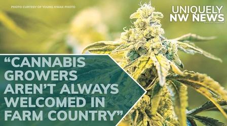 Video thumbnail: Uniquely NW News Recreational Marijuana Splitting Rural WA Communities