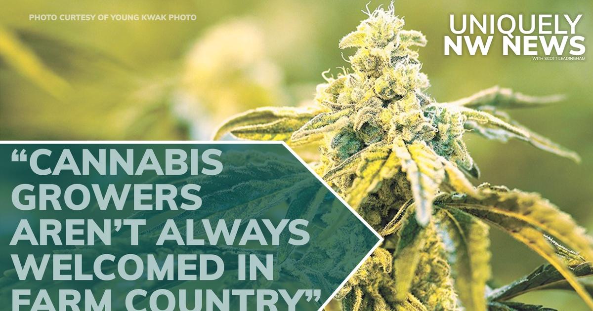 Uniquely NW News | Recreational Marijuana Splitting Rural WA ...