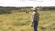Why Beef Prices Stay High