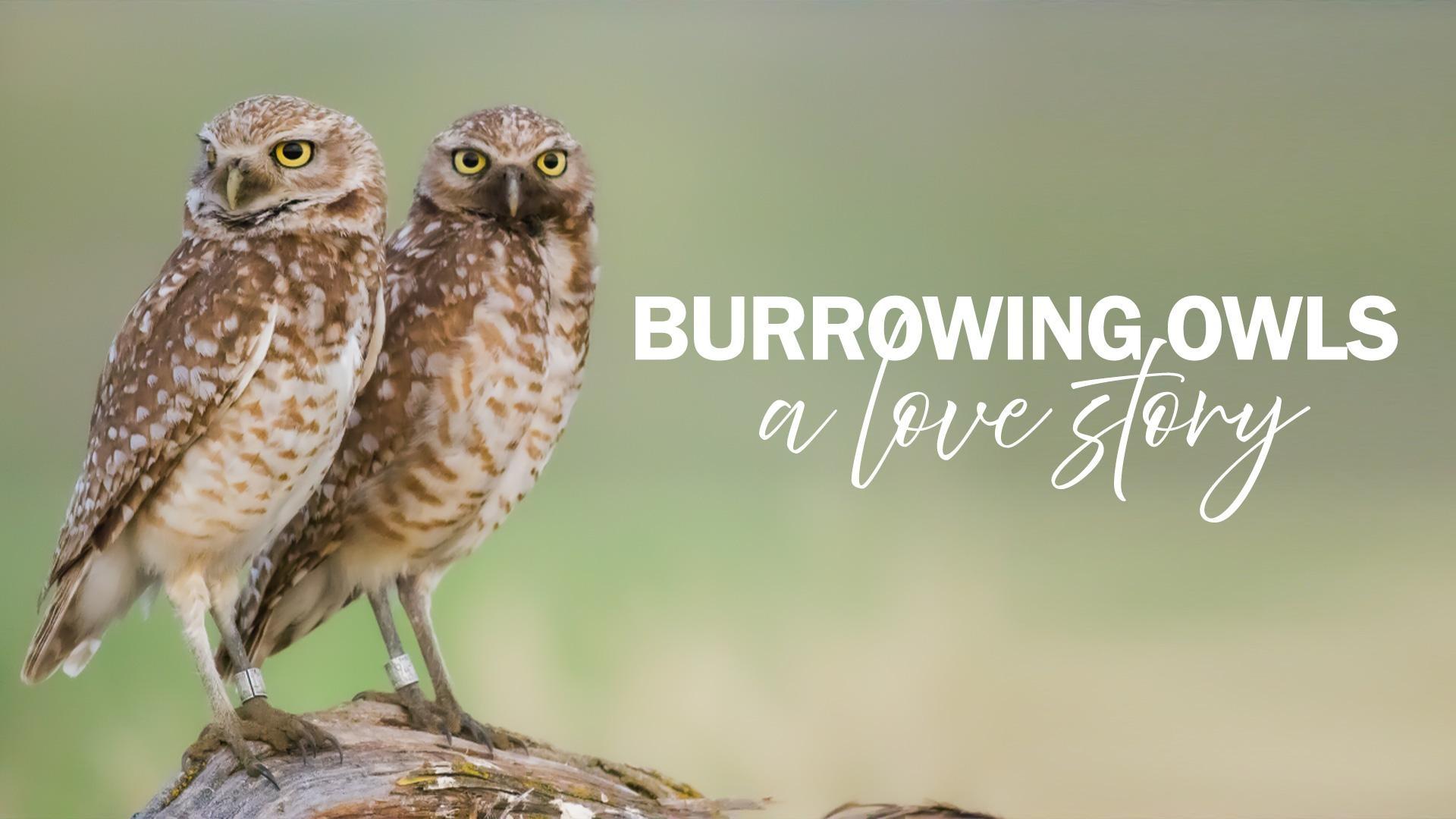 A determined biologist rescues a fragile population of burrowing owls in Eastern Oregon.