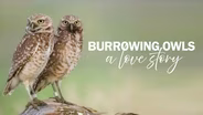 Burrowing Owls: A Love Story
