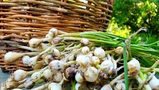 Fast Forage: Wild Prairie Garlic