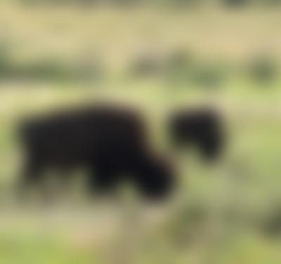 Texas Parks and Wildlife