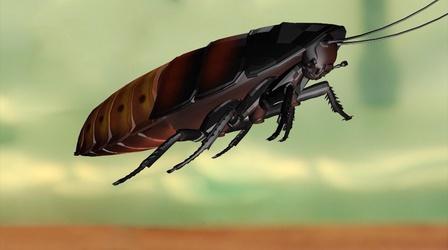 Video thumbnail: Science Minutes Science Minutes: Madagascar Hissing Cockroach