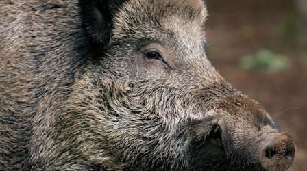 Video thumbnail: Europe's New Wild Europe's Wild Boar