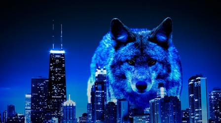 Video thumbnail: Overview What are Wild Coyotes Doing in the Big City?