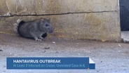 What to Know About Hantavirus Following Deadly Cruise Ship Outbreak