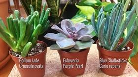 Video thumbnail: Virginia Home Grown Turf Management and Popular House Plants