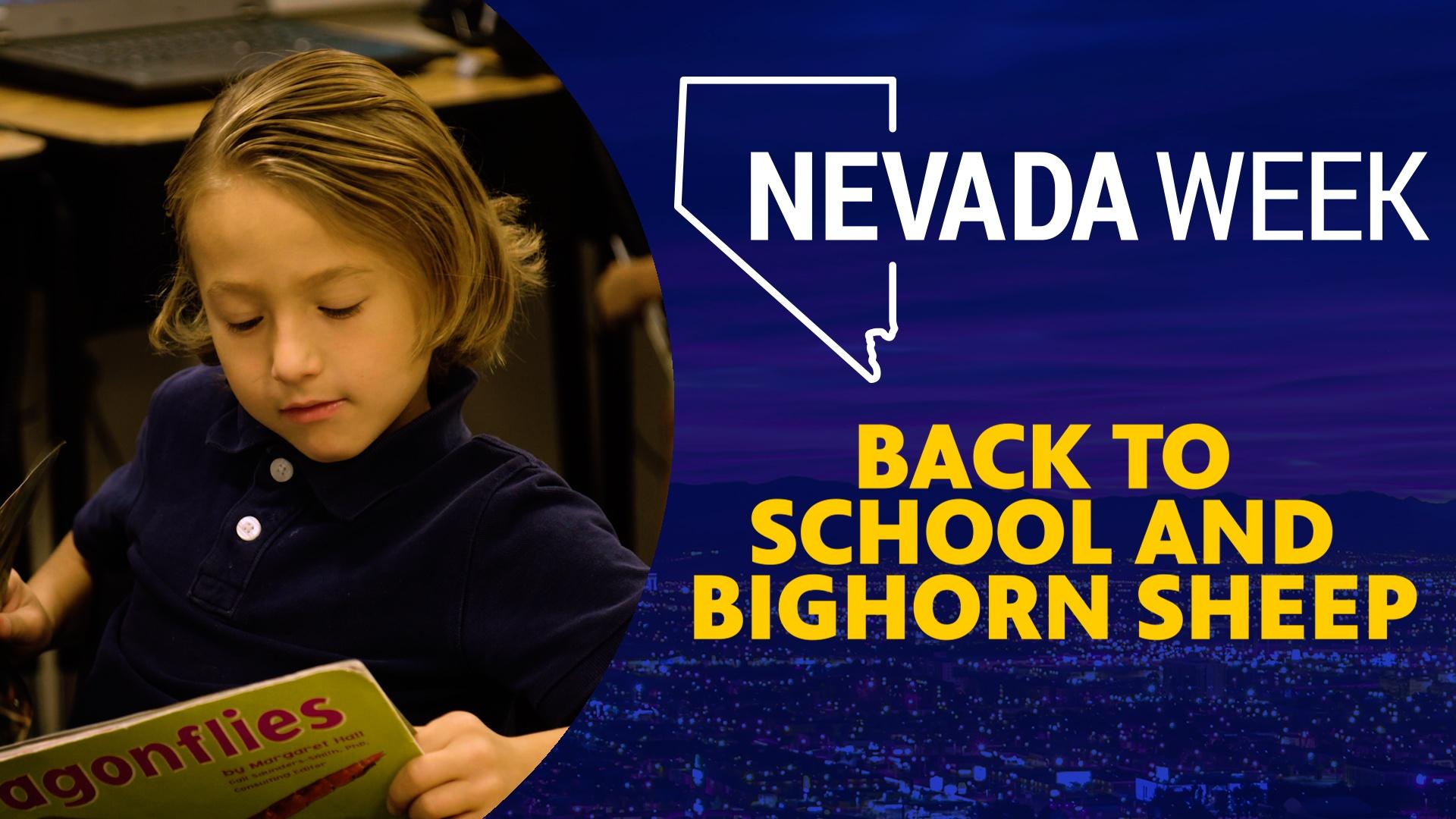 Back to School and BigHorn Sheep