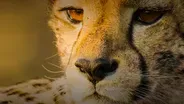 Big Cats Unleashed - Can we save Africa's Big Cats?