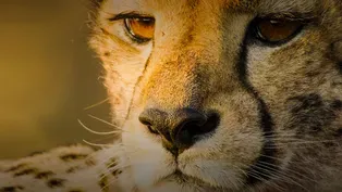 Big Cats Unleashed - Can we save Africa's Big Cats?