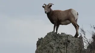 Battle of the sheep: How a pathogen from domestic sheep proves deadly for bighorn sheep