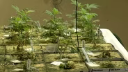 New legislation to allow home-grown cannabis
