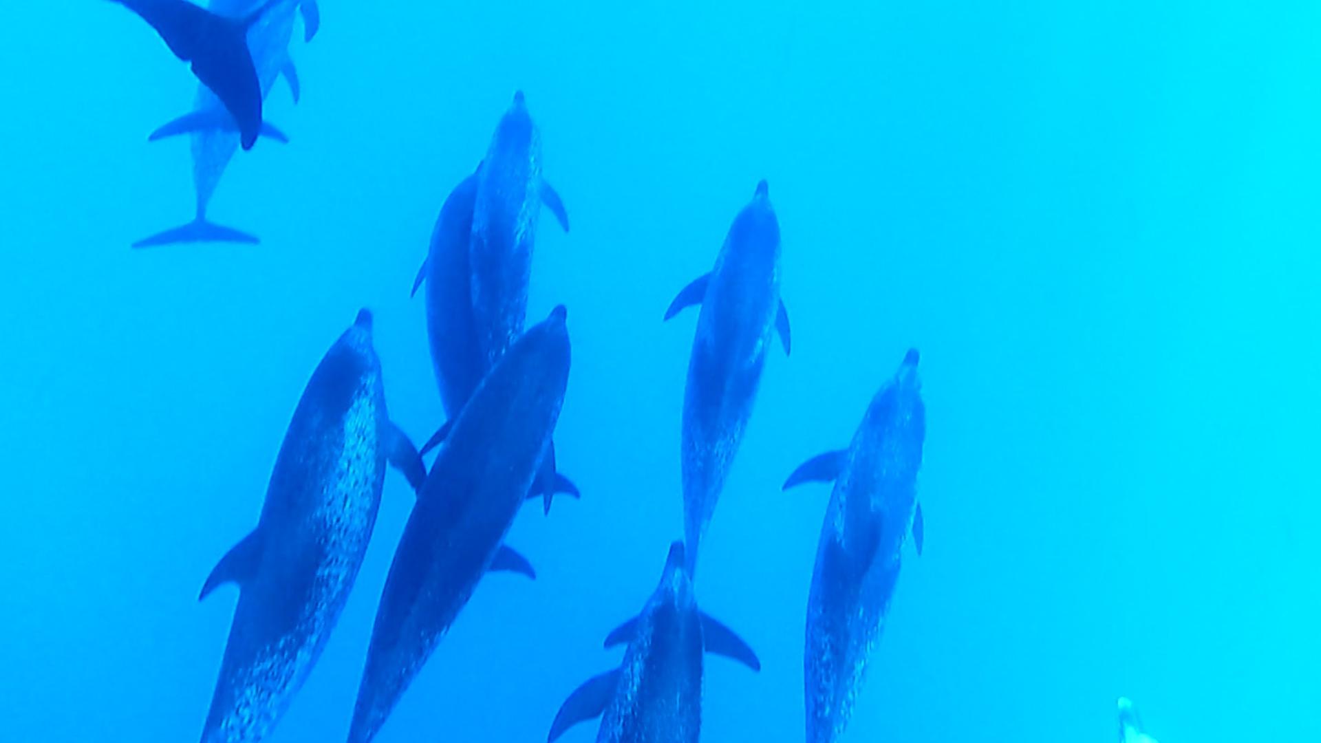 Why is marine life eating plastic? Scientists say their sonar is being fooled.