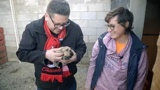 Los Adoptables Dog Shelter