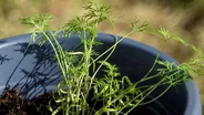 Tips on Growing Herbs