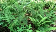 Visit a Fern Garden | The Quarry Gardens at Schuyler