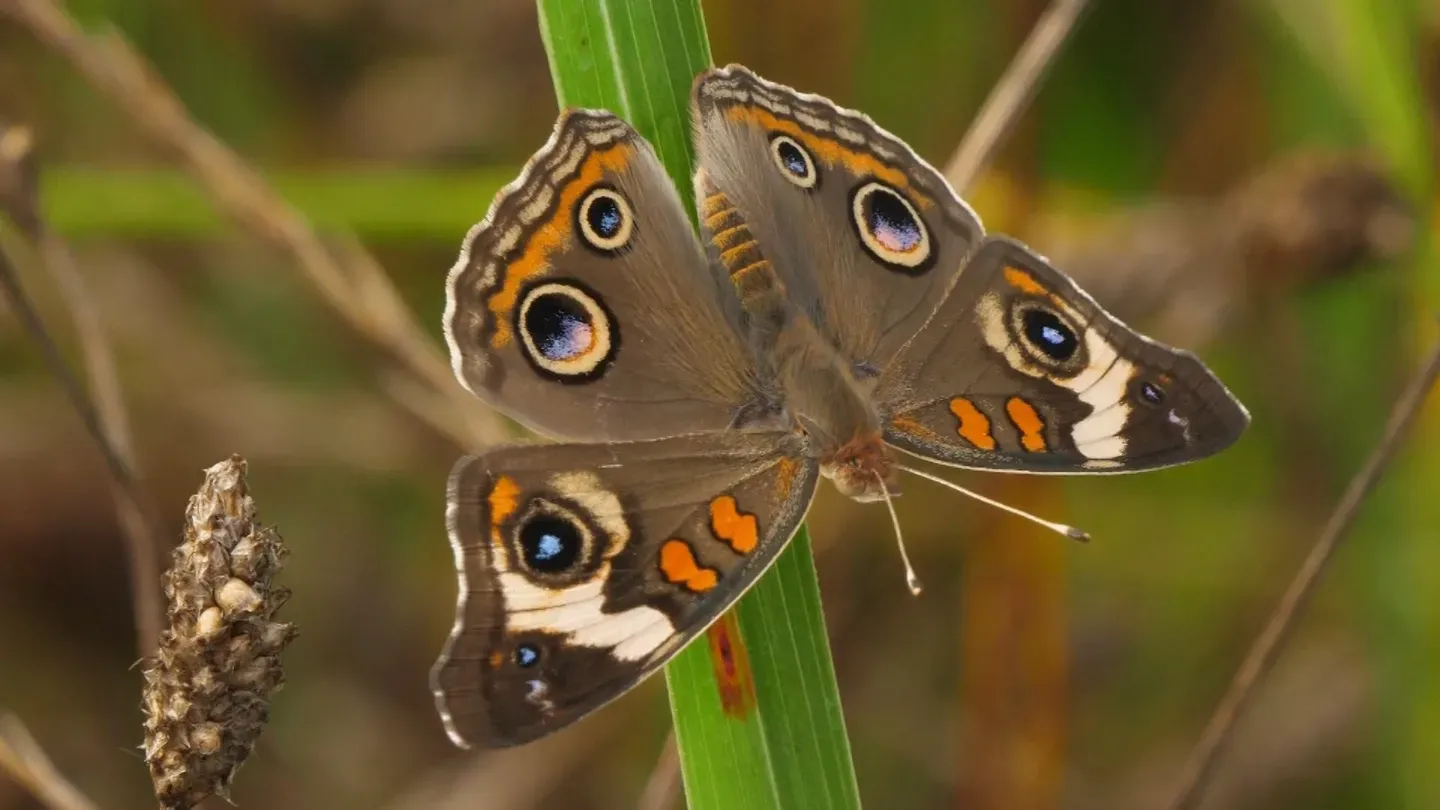 Butterflies – Bringing Butterflies Home!