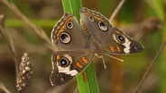 Butterflies – Bringing Butterflies Home!