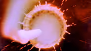 The Universe in a Cup of Coffee